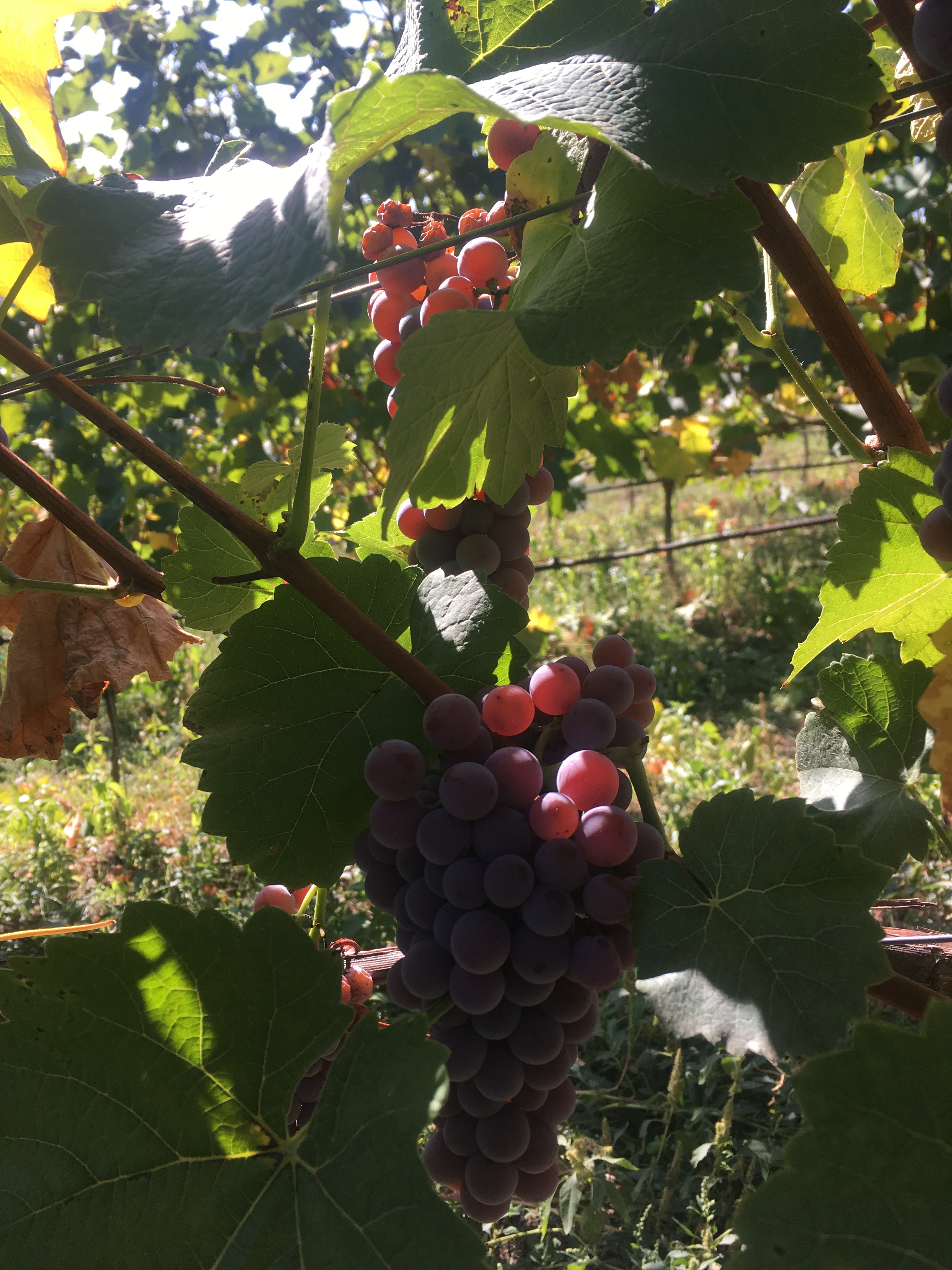 Souvignier Gris Traube